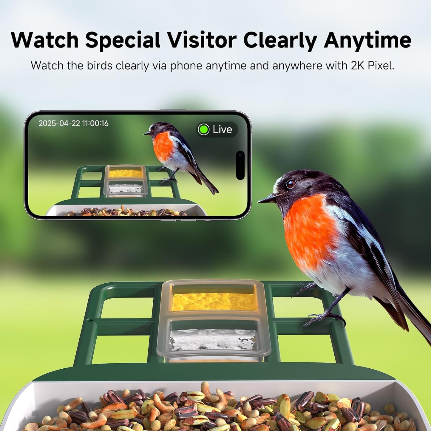 Bird Feeder with Camera AI Identify 2K Live Video Smart Bird Feeder with Camera, 2.4GHZ WiFi Solar Birds House Cameras, Motion Detection Instant Arrival Alerts, Ideal Present for Birds Lovers